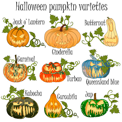 Pumpkin varieties with decoration for Halloween. Hand drawn pumpkins with titles for All Saints Day celebration.