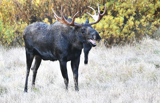 Young bull moose appears to be laughing with tongue sticking out.