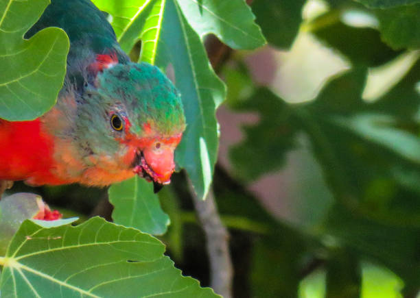 A King Parrot hiding in a fig tree