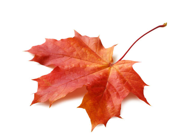 istock Autumn maple leaf isolated on white background with shadows, clipping path  for isolation without shadows on white 1279223674