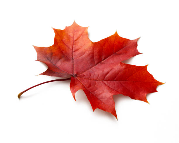 istock Autumn maple leaf isolated on white background with shadows, clipping path  for isolation without shadows on white 1279223685
