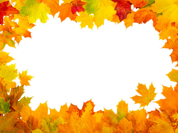 maple autumn leaves frame on isolated white background - tree isolated maple tree green imagens e fotografias de stock