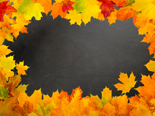 maple autumn leaves frame on on a black wooden background - tree isolated maple tree green imagens e fotografias de stock