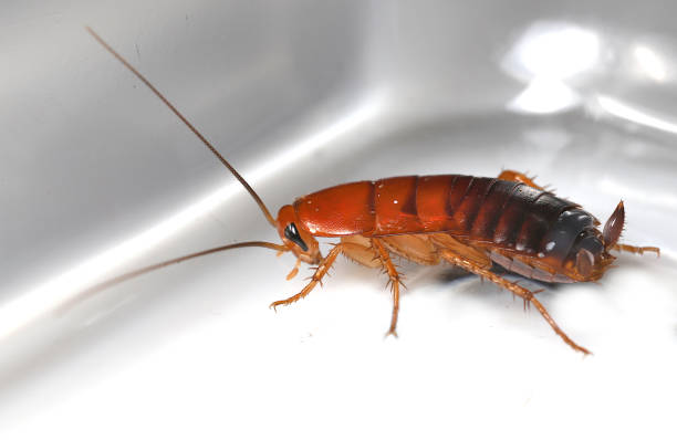 Close up of a cockroach on white background.