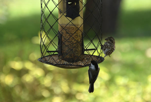 istock Two Small Birds on a Hanging Feeder Silhouette 1279227438