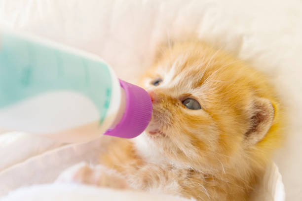 istock cat in the veterinary clinic drinking milk from the bottle 1279228488