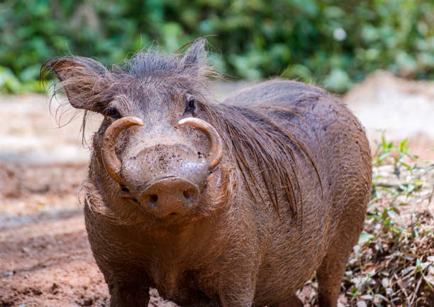 warzenschwein - warzenschwein stock-fotos und bilder