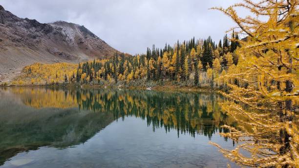 istock Larch trees on the lake 1279231709