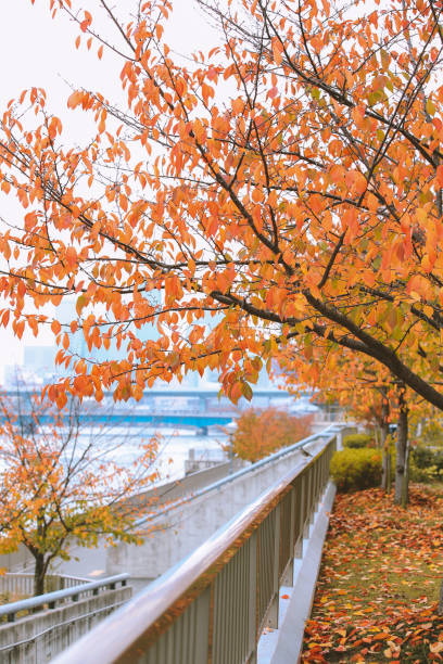 istock Autumn leaves in Osaka 1279231720