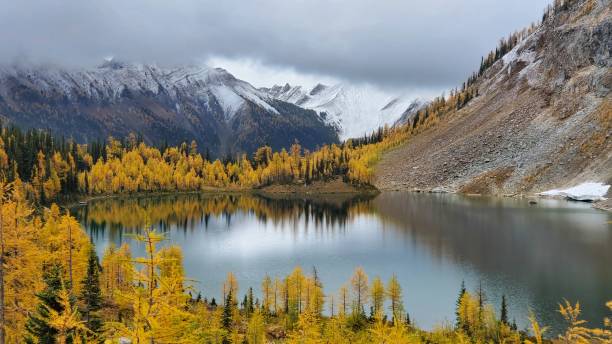 istock Larch trees on the lake 1279231801