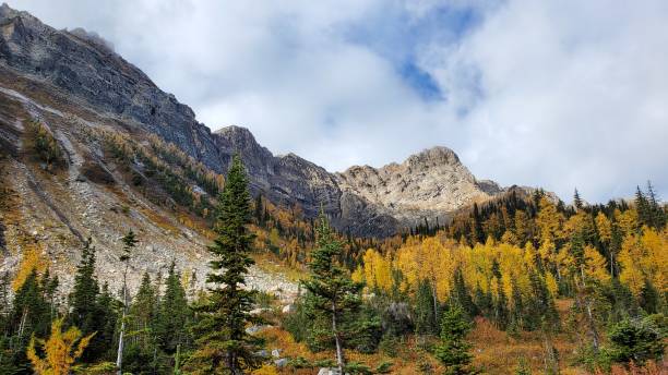 istock Larch trees in all their glory 1279231862