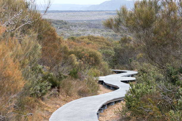 istock Walking track in the Royal National Park 1279237096