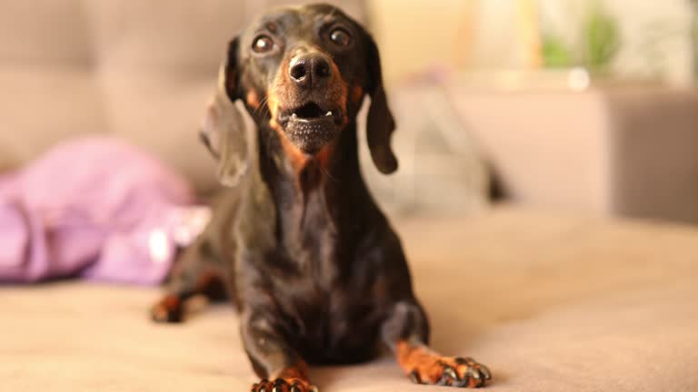 Cute dog barking on sofa