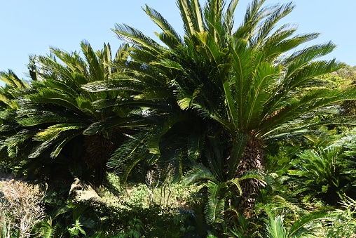 Japanese sago palm (Cycas revoluta) / Cycadaceae evergreen shrub