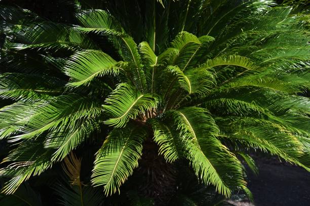 istock Japanese sago palm (Cycas revoluta) 1279238625