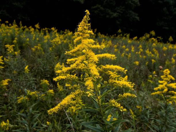 istock Field of Yelloe 1279238666