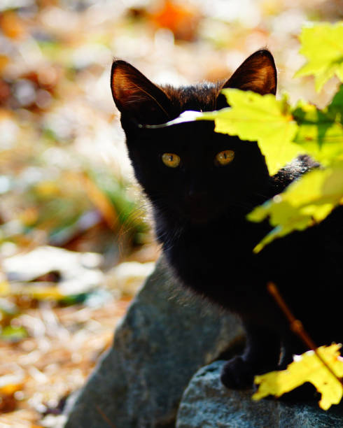czarny kotek na kamieniach - cox 1 zdjęcia i obrazy z banku zdjęć