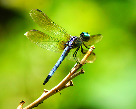 Blue Dasher Dragonfly on Twig