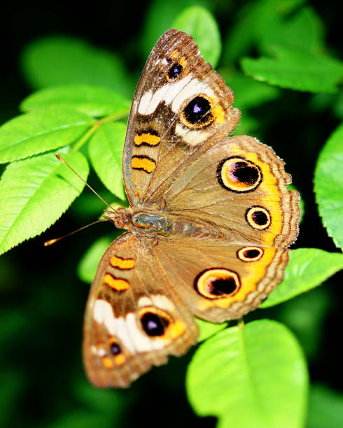 motyl buckeye - cox 1 zdjęcia i obrazy z banku zdjęć