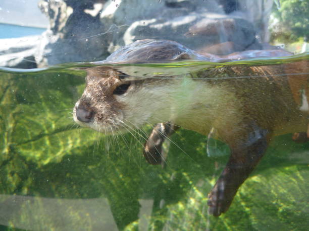 istock Asian small-clawed otter swimming in the water 1279239422