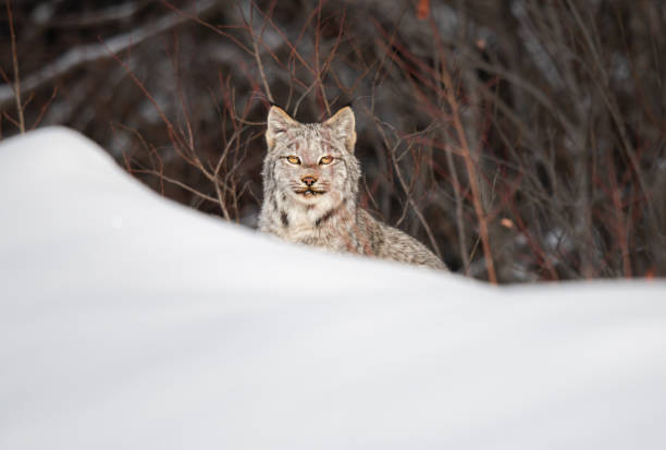 istock Canadian lynx 1279240804