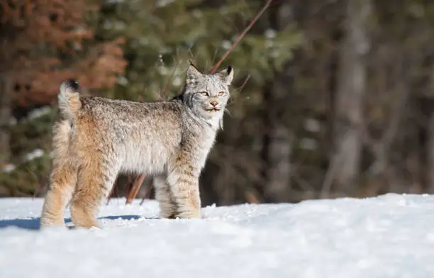 Canada lynx in the wild