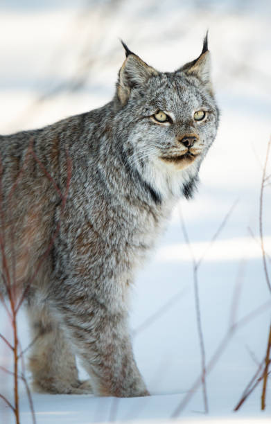 istock Canadian lynx 1279241515