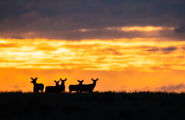 Deer in the sunrise