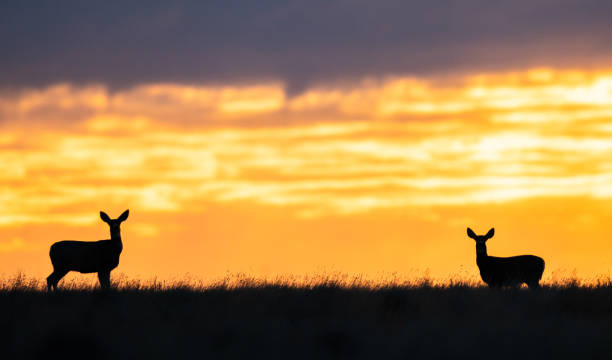 istock Deer in the sunrise 1279241863