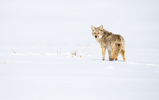 Coyote in the suburban winter landscape