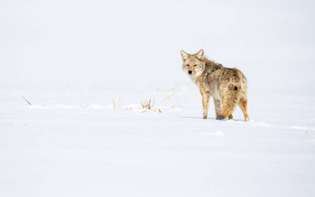Coyote in winter stock photo