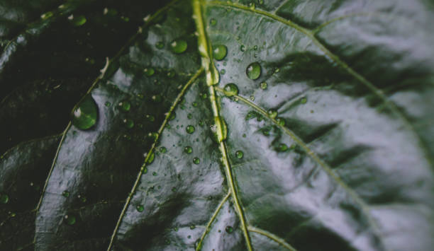 istock large pepper leaves with drops of water 1279242889