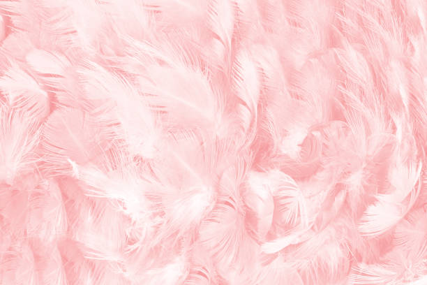 istock Coral Pink pastel color trends feather texture background 1279244774