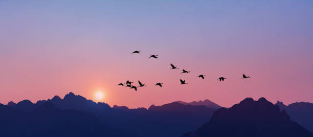 Sandhill Cranes flying across pink clear sky Flock of Sandhill Crane during spring or autumn migration panoramic view flock of birds photos stock pictures, royalty-free photos & images