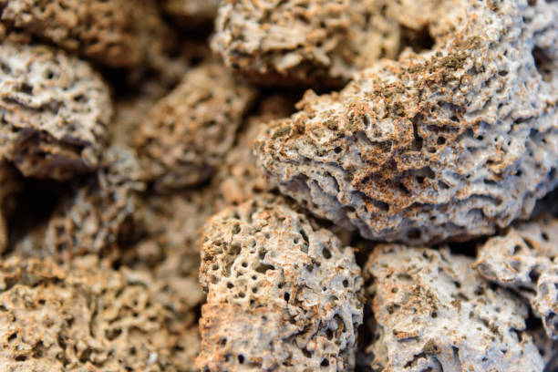 istock a lot of Termite nest 1279244966