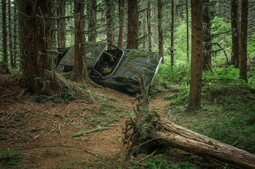 Old rusted abandoned vehicle in a Vancouver Island rainforest.
