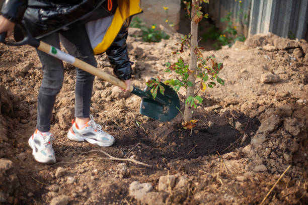 istock Planting a seedling in the ground. Shovel with earth 1279248640
