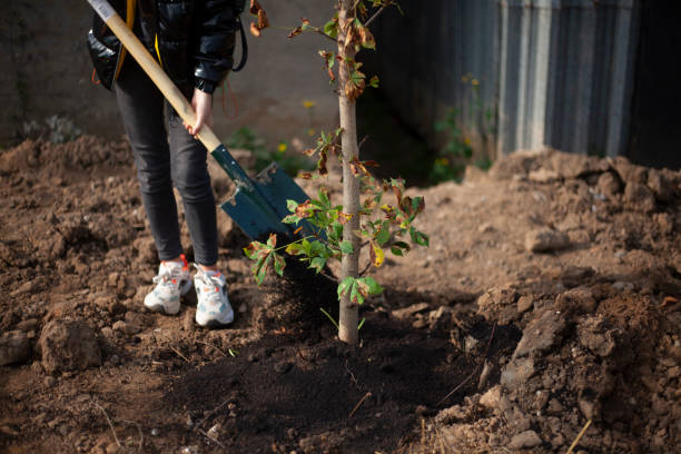 istock Planting a seedling in the ground. Shovel with earth 1279248651