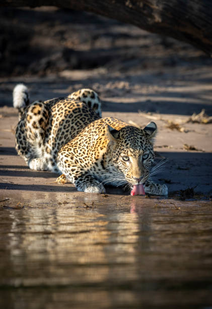 14,075 Wild Animals Drinking Water Stock Photos, Pictures & Royalty-Free  Images - iStock