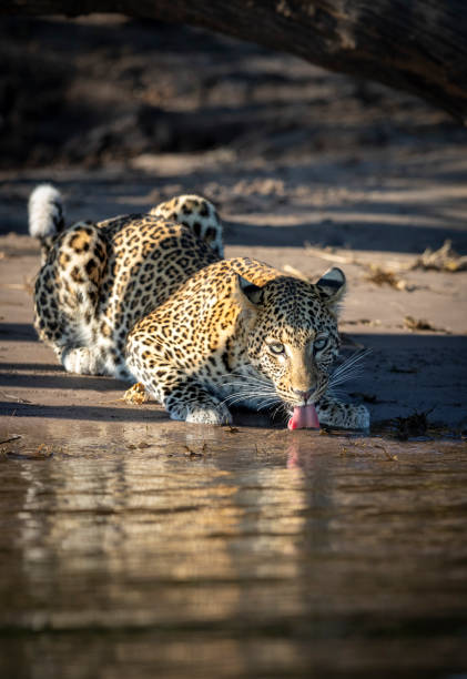 14,075 Wild Animals Drinking Water Stock Photos, Pictures & Royalty-Free Images - iStock 14,075 Wild Animals Drinking Water Stock Photos, Pictures & Royalty-Free Images - iStock