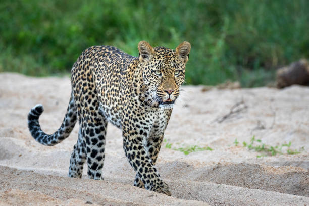 istock Leopard walking in sandy riverbed in Kruger Park in South Africa 1279251248