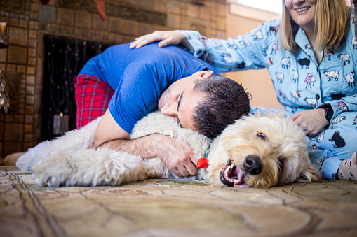A 1 year-old Goldendoodle Dog celebrating Christmas with family