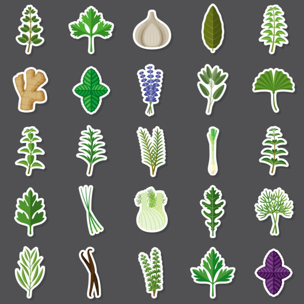 illustrazioni stock, clip art, cartoni animati e icone di tendenza di set di adesivi per erbe e spezie - fennel parsley herb dill