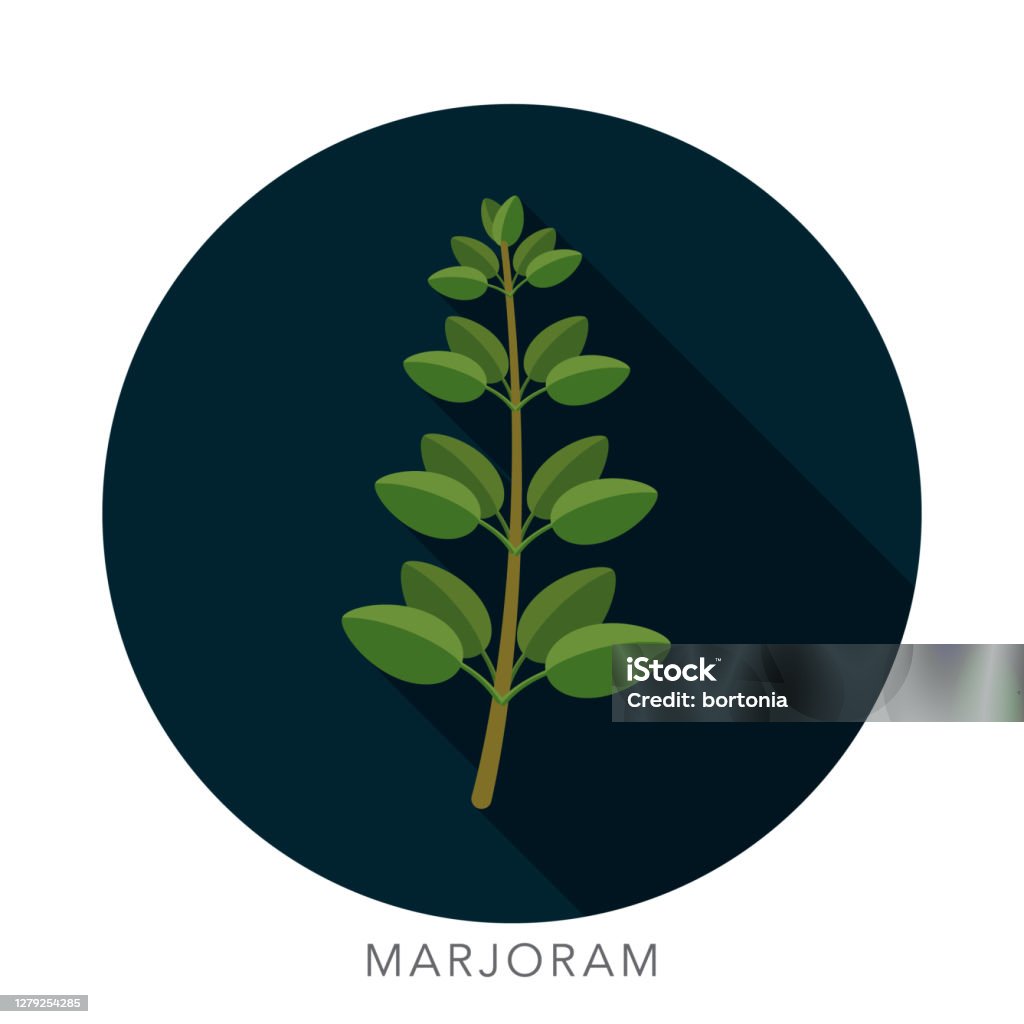 Marjoram Herb and Spice Icon A flat design herb and spice icon with long side shadow. File is built in the CMYK color space for optimal printing. Color swatches are global so it’s easy to change colors across the document. Alternative Medicine stock vector Marjoram Herb and Spice Icon A flat design herb and spice icon with long side shadow. File is built in the CMYK color space for optimal printing. Color swatches are global so it’s easy to change colors across the document. Alternative Medicine stock vector