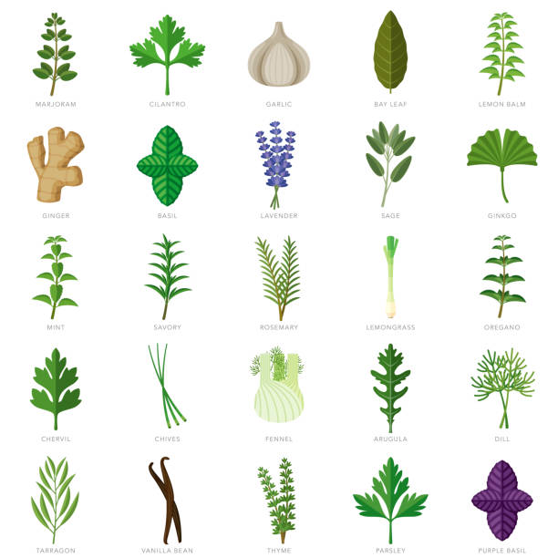 kräuter und gewürze icon set - ingwerblüte stock-grafiken, -clipart, -cartoons und -symbole