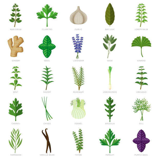 ilustraciones, imágenes clip art, dibujos animados e iconos de stock de conjunto de iconos de hierbas y especias - orégano