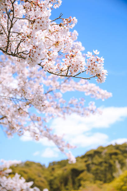 봄의 벚꽃, 사쿠라 - spring vertical cherry blossom color image 뉴스 사진 이미지