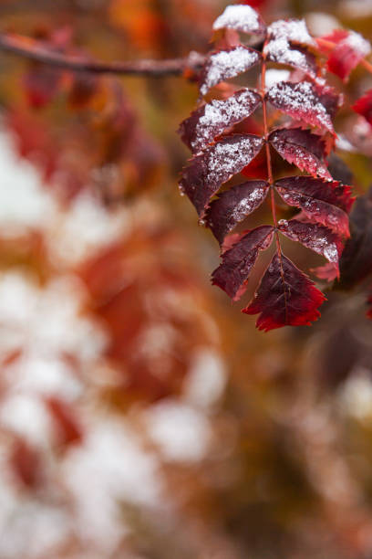 First snow covered autumn colored leaves close-up, selective focus