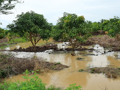 Turbid water in the rainy season is flooding the mango garden in Thailand, Agricultural damage from heavy rainfall