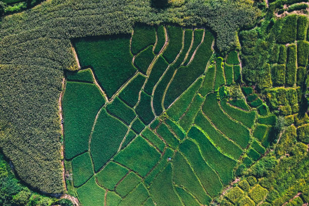 istock Green rice fields from above In the countryside 1279258660